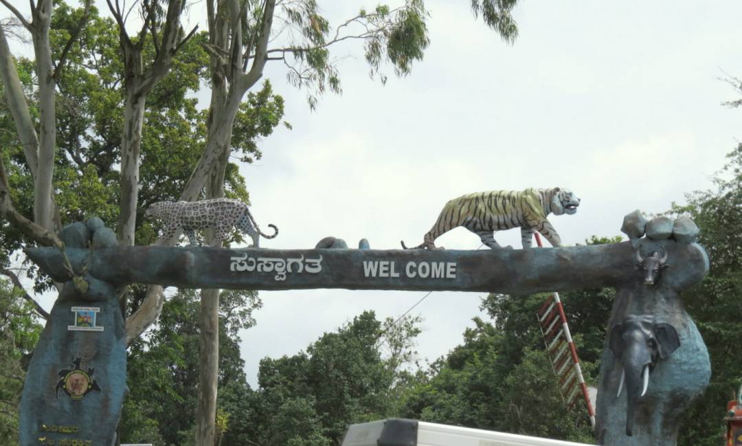 bandipur tiger safari timings